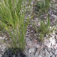 Diuris nigromontana at Point 4598 - suppressed