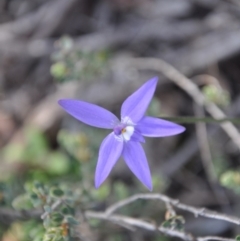 Glossodia major (Wax Lip Orchid) at Point 4010 - 25 Sep 2016 by catherine.gilbert