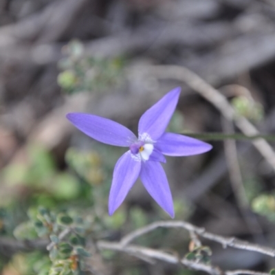 Glossodia major (Wax Lip Orchid) at Aranda Bushland - 25 Sep 2016 by catherine.gilbert