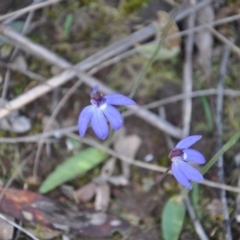 Cyanicula caerulea (Blue Fingers, Blue Fairies) at Point 4010 - 25 Sep 2016 by catherine.gilbert