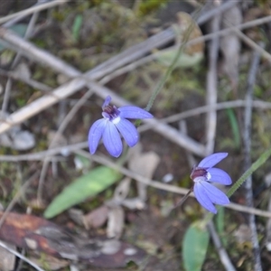 Cyanicula caerulea at Point 4010 - 25 Sep 2016