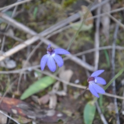 Cyanicula caerulea (Blue Fingers, Blue Fairies) at Point 4010 - 25 Sep 2016 by catherine.gilbert