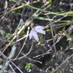 Caladenia fuscata (Dusky Fingers) at Aranda, ACT - 25 Sep 2016 by catherine.gilbert