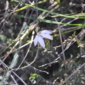 Caladenia fuscata at Point 4010 - suppressed