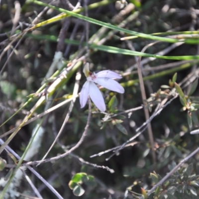 Caladenia fuscata (Dusky Fingers) at Aranda Bushland - 25 Sep 2016 by catherine.gilbert