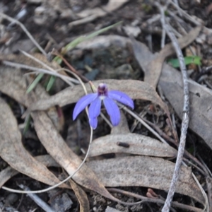 Cyanicula caerulea at Point 4010 - suppressed