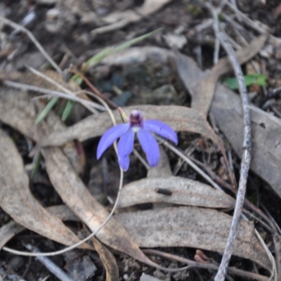 Cyanicula caerulea (Blue Fingers, Blue Fairies) at Aranda, ACT - 25 Sep 2016 by catherine.gilbert