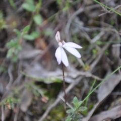 Caladenia fuscata (Dusky Fingers) at Aranda, ACT - 25 Sep 2016 by catherine.gilbert