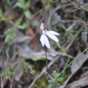 Caladenia fuscata at Point 4010 - 25 Sep 2016