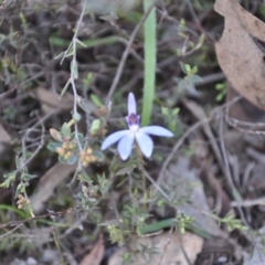 Cyanicula caerulea (Blue Fingers, Blue Fairies) at Aranda Bushland - 25 Sep 2016 by catherine.gilbert