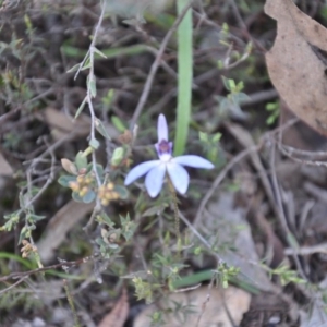 Cyanicula caerulea at Point 4010 - suppressed