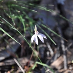 Caladenia fuscata (Dusky Fingers) at Point 4010 - 25 Sep 2016 by catherine.gilbert