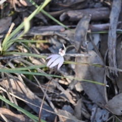 Caladenia fuscata (Dusky Fingers) at Aranda Bushland - 25 Sep 2016 by catherine.gilbert