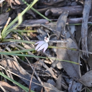 Caladenia fuscata at Point 4010 - suppressed