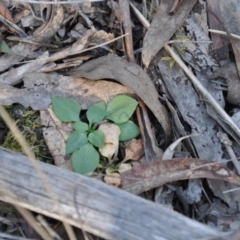 Speculantha rubescens (Blushing Tiny Greenhood) at Aranda, ACT - 25 Sep 2016 by catherine.gilbert