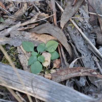 Speculantha rubescens (Blushing Tiny Greenhood) at Point 4010 - 25 Sep 2016 by catherine.gilbert