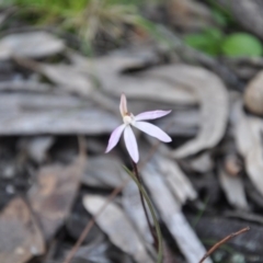 Caladenia fuscata (Dusky Fingers) at Point 4010 - 25 Sep 2016 by catherine.gilbert