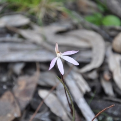 Caladenia fuscata (Dusky Fingers) at Point 4010 - 25 Sep 2016 by catherine.gilbert