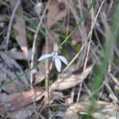 Caladenia fuscata (Dusky Fingers) at Aranda Bushland - 25 Sep 2016 by catherine.gilbert