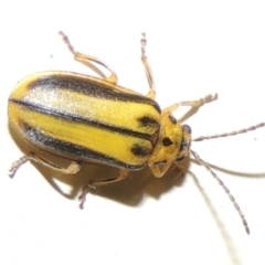 Xanthogaleruca luteola (Elm leaf beetle) at Pollinator-friendly garden Conder - 23 Mar 2015 by michaelb