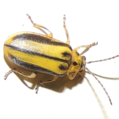 Xanthogaleruca luteola (Elm leaf beetle) at Conder, ACT - 23 Mar 2015 by michaelb