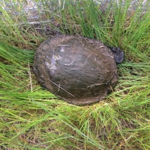 Chelodina longicollis at Gungahlin, ACT - 16 Oct 2016 01:54 PM