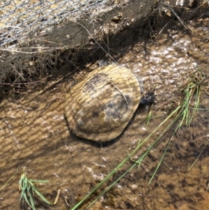 Chelodina longicollis at Gungahlin, ACT - 16 Oct 2016