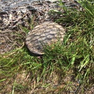 Chelodina longicollis at Gungahlin, ACT - 16 Oct 2016 02:42 PM