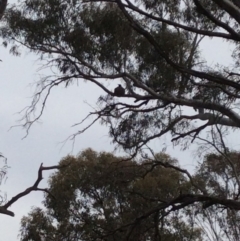 Corcorax melanorhamphos (White-winged Chough) at Mulligans Flat - 16 Oct 2016 by Holly7