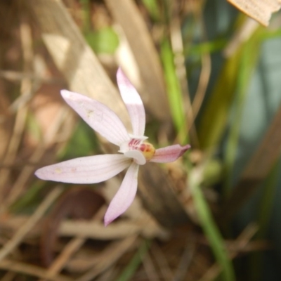 Caladenia fuscata (Dusky Fingers) at Point 4712 - 16 Oct 2016 by MichaelMulvaney