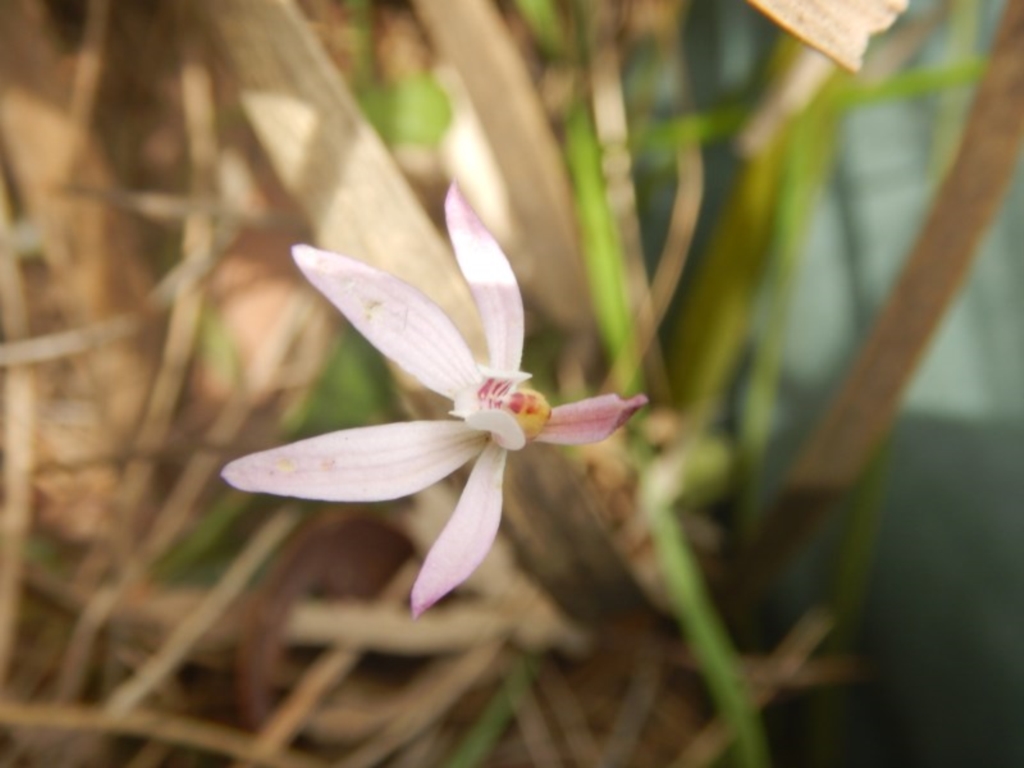 Caladenia fuscata at Canberra Central, ACT - 16 Oct 2016