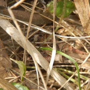 Caladenia fuscata at Point 4712 - suppressed