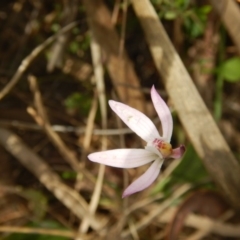 Caladenia fuscata at Point 4712 - 16 Oct 2016