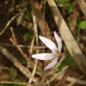 Caladenia fuscata at Point 4712 - suppressed