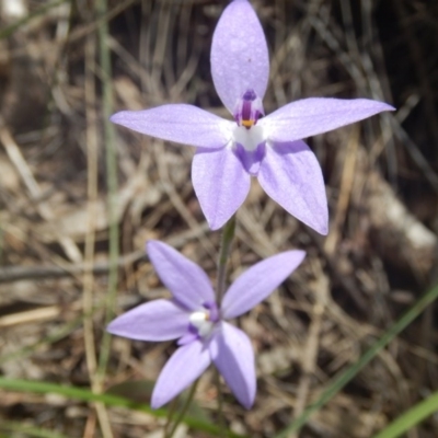 Glossodia major (Wax Lip Orchid) at Point 4712 - 16 Oct 2016 by MichaelMulvaney