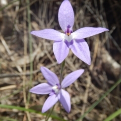 Glossodia major (Wax Lip Orchid) at Canberra Central, ACT - 16 Oct 2016 by MichaelMulvaney