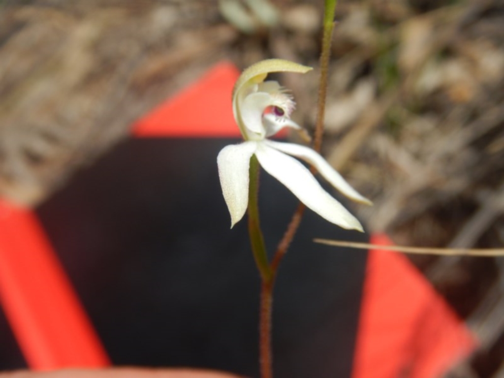 Caladenia ustulata at Point 4712 - 16 Oct 2016