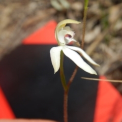 Caladenia ustulata (Brown caps) at Point 4712 - 16 Oct 2016 by MichaelMulvaney