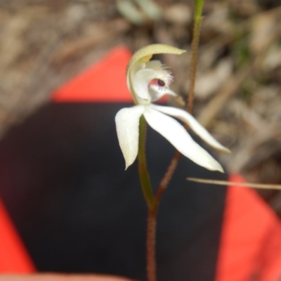 Caladenia ustulata (Brown Caps) at Canberra Central, ACT - 16 Oct 2016 by MichaelMulvaney
