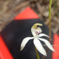 Caladenia ustulata at Point 4712 - 16 Oct 2016