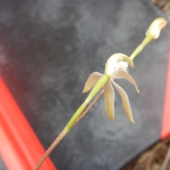 Caladenia ustulata at Point 4712 - 16 Oct 2016