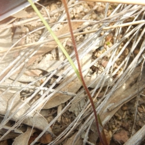 Caladenia ustulata at Point 4712 - 16 Oct 2016