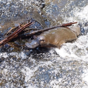 Ornithorhynchus anatinus at Paddys River, ACT - 15 Oct 2016 11:51 AM