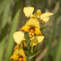 Diuris nigromontana (Black Mountain Leopard Orchid) at Point 4712 - 16 Oct 2016 by MichaelMulvaney