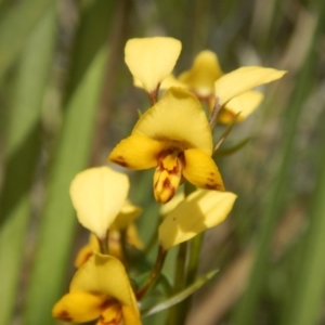 Diuris nigromontana at Point 4712 - suppressed