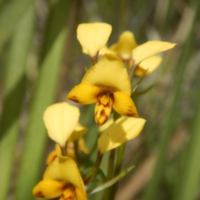 Diuris nigromontana (Black Mountain Leopard Orchid) at Canberra Central, ACT - 16 Oct 2016 by MichaelMulvaney