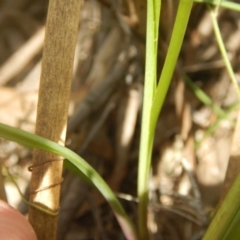 Diuris nigromontana at Undefined Area - suppressed