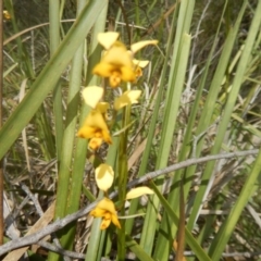 Diuris nigromontana at Point 4712 - suppressed