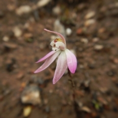 Caladenia fuscata (Dusky Fingers) at Point 3852 - 1 Oct 2016 by CathB