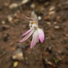 Caladenia fuscata (Dusky Fingers) at Aranda, ACT - 1 Oct 2016 by CathB